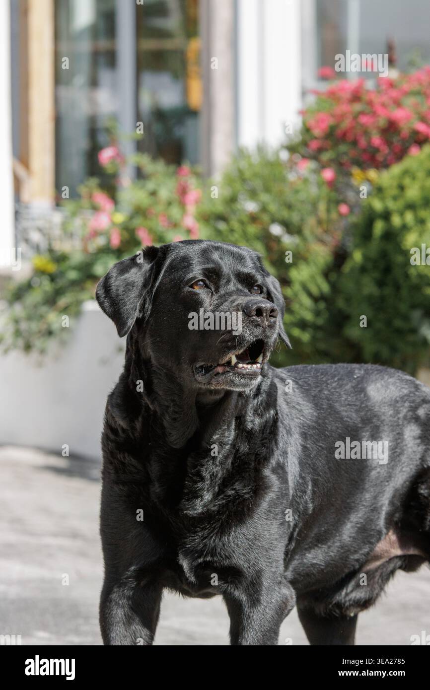 Cane nero steso tranquillamente all'aperto sull'erba, con luce naturale. Animali domestici rilassati in un giardino con sfondo morbido ed espressivo attento. Foto Stock
