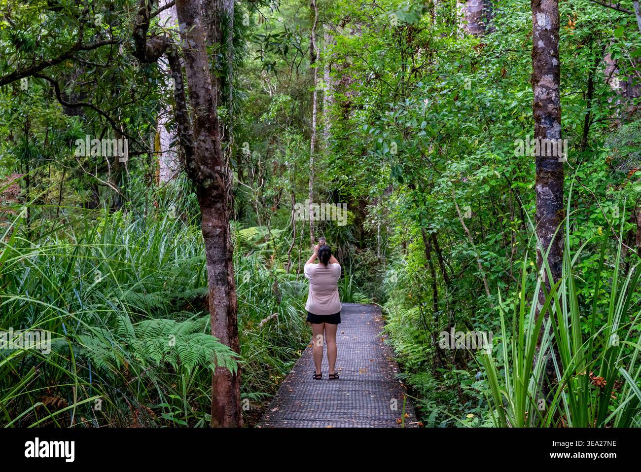 Un turista/visitatore cammina lungo il lungomare nella foresta di Waipoua, Northland, nuova Zelanda Foto Stock