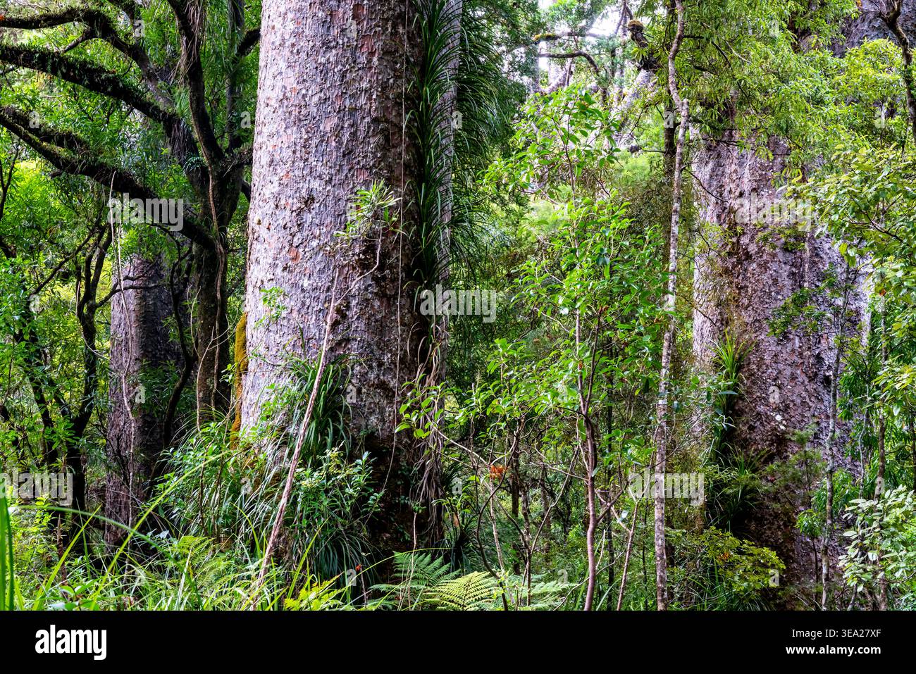 Alberi di Kauri giganti nella foresta di Waipoua, Northland, nuova Zelanda Foto Stock