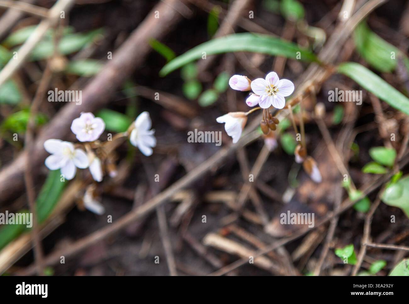 I piccoli fiori bianchi della Virginia Springbeauty. Foto Stock