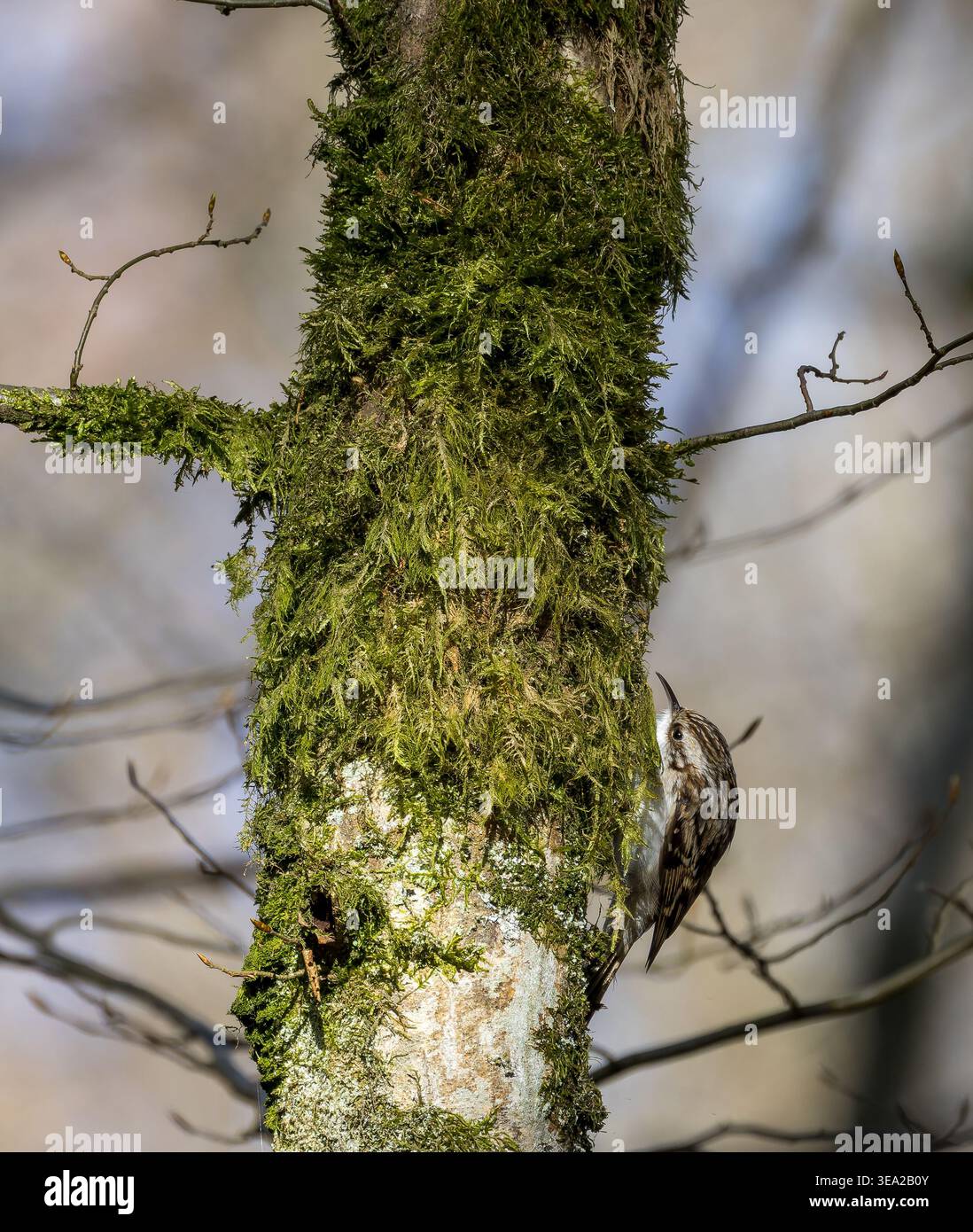 Piccolo uccello treecreeper che si camuffa contro la corteccia ruvida e il muschio verde vibrante che copre un tronco di albero mentre cerca insetti in natura Foto Stock