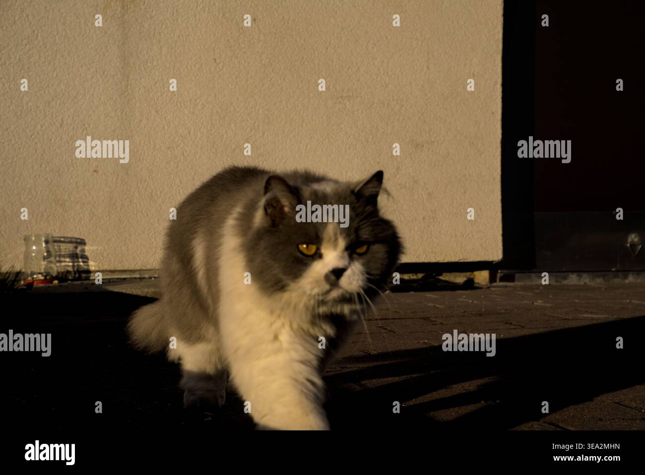 Un gatto grigio con occhi gialli impressionanti cammina lungo un sentiero di pietra, proiettando lunghe ombre sotto la soffusa illuminazione interna. La scena evoca mistero e intrigante Foto Stock