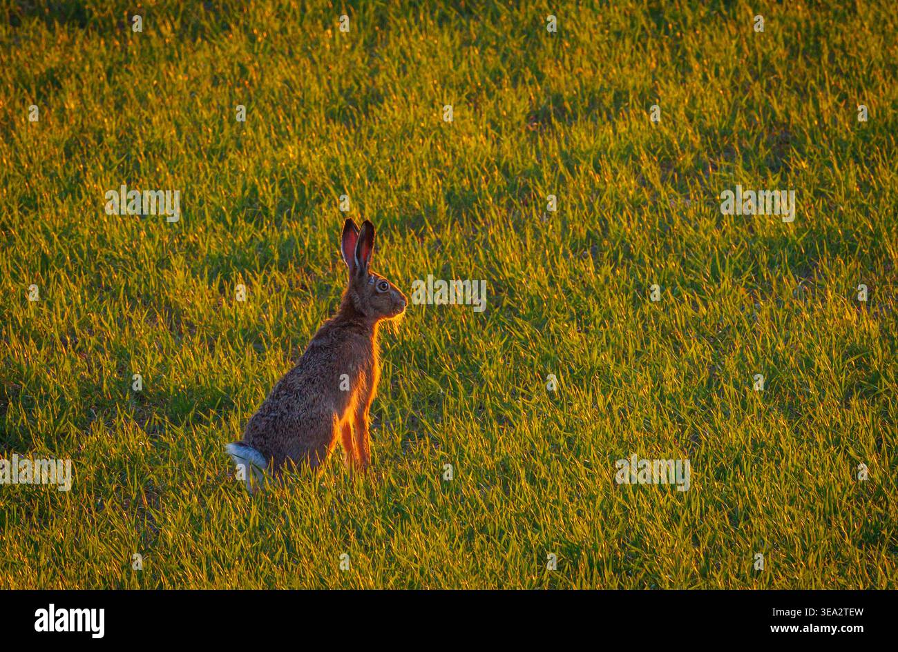 Coniglio nell'erba alta alla luce della sera Foto Stock