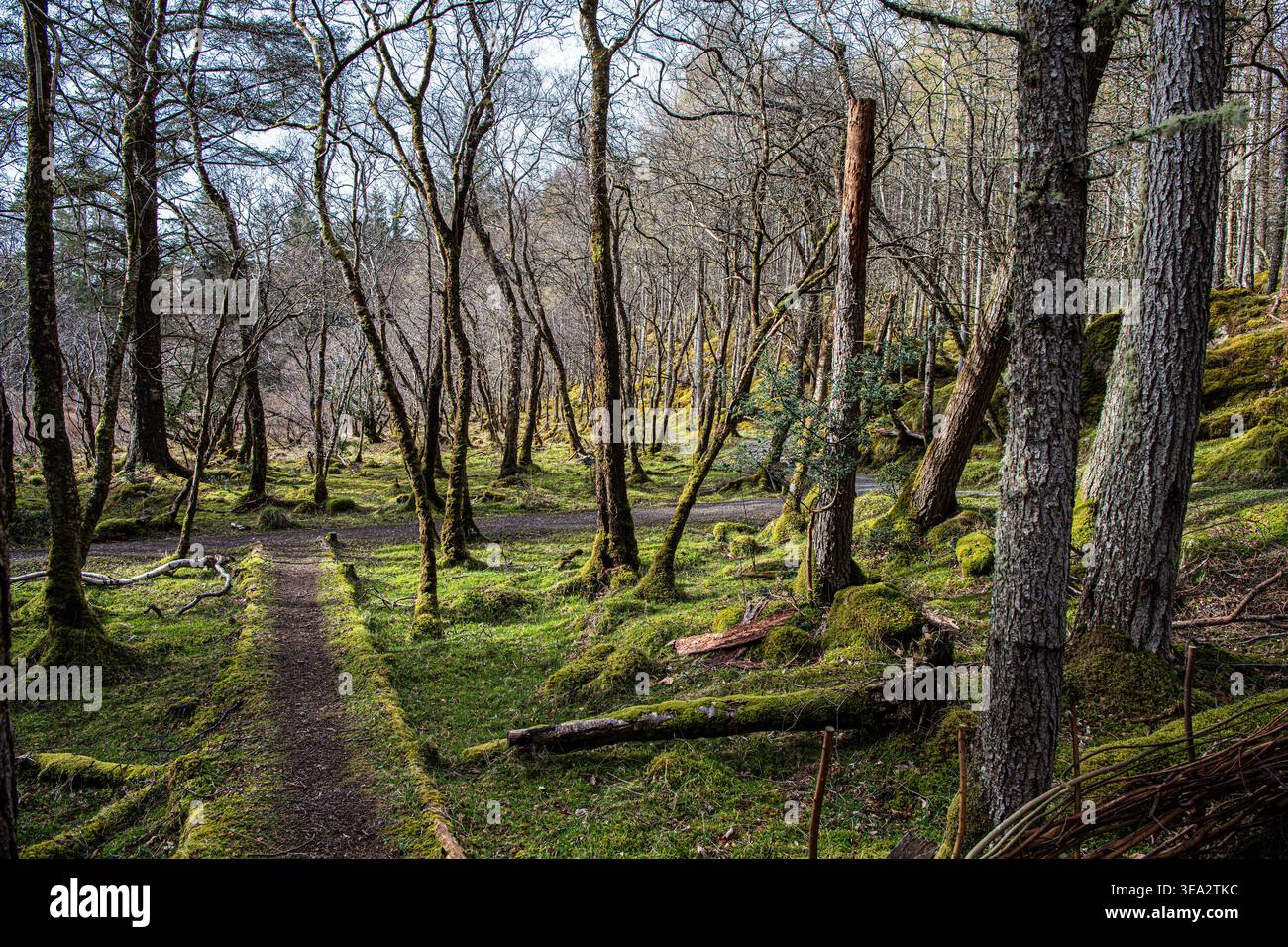 Un percorso attraverso Culag Woods a Lochinver, Scozia Foto Stock