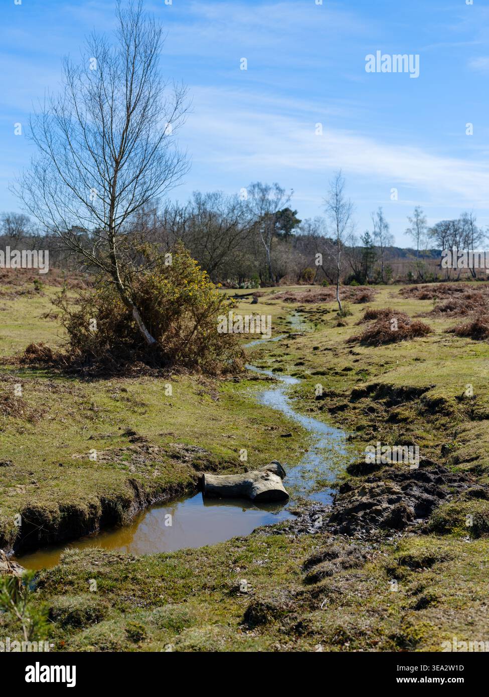 Parte di un albero è stata collocata per consentire la formazione di una diga naturale come parte del ripristino delle zone umide all'interno dell'area brughiera della New Forest di Blackhill Foto Stock