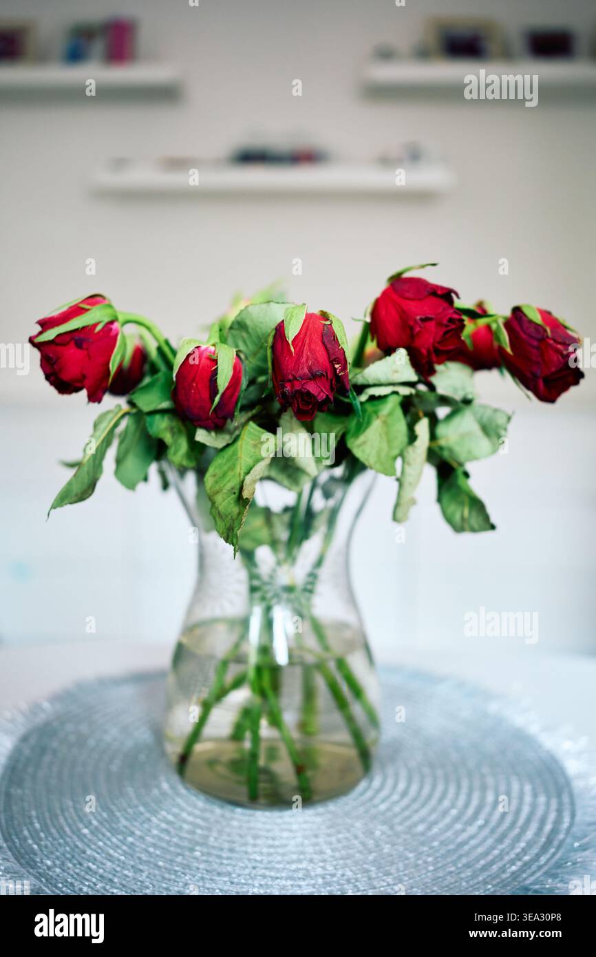 Rose rosse che si avvistano in un vaso di vetro su un tavolo contro una parete luminosa. Concetto di bellezza sbiadita, tristezza o fine del romanticismo. Foto Stock
