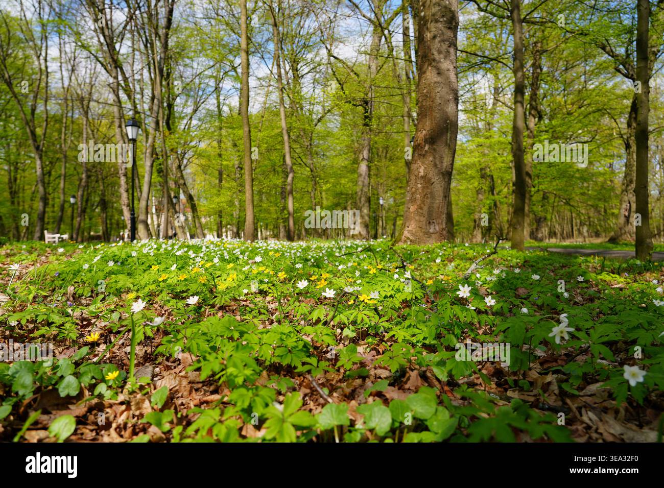 La primavera dipinge la foresta in mille sfumature di verde. Foto Stock