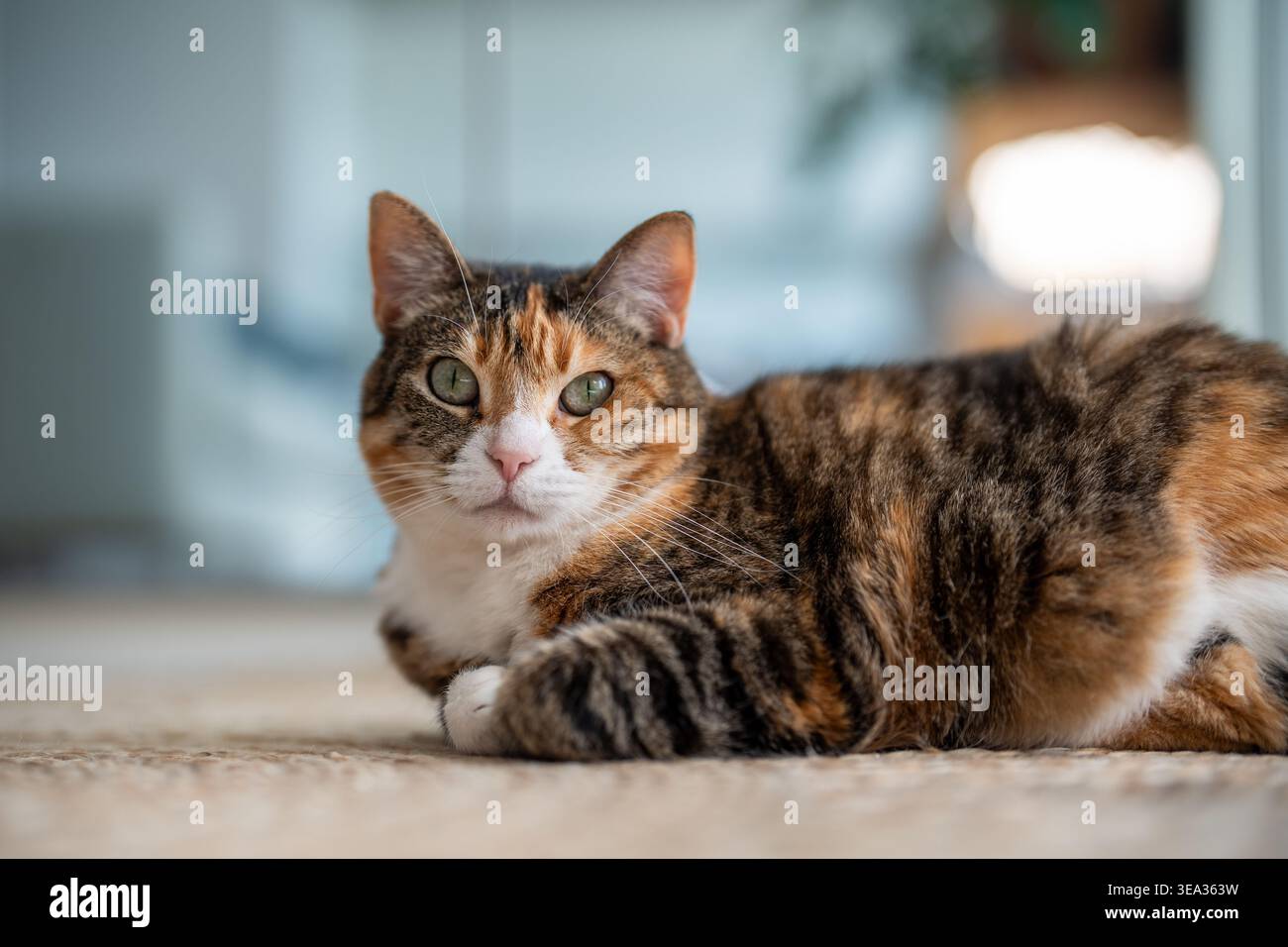 Calmo e rilassato gatto calico con posizione a forma di pane steso su un tappeto di iuta a casa, guardando la fotocamera Foto Stock
