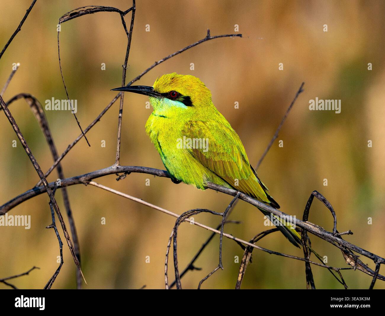 Merops orientalis, uno splendido uccello verde a Delhi, India Foto Stock