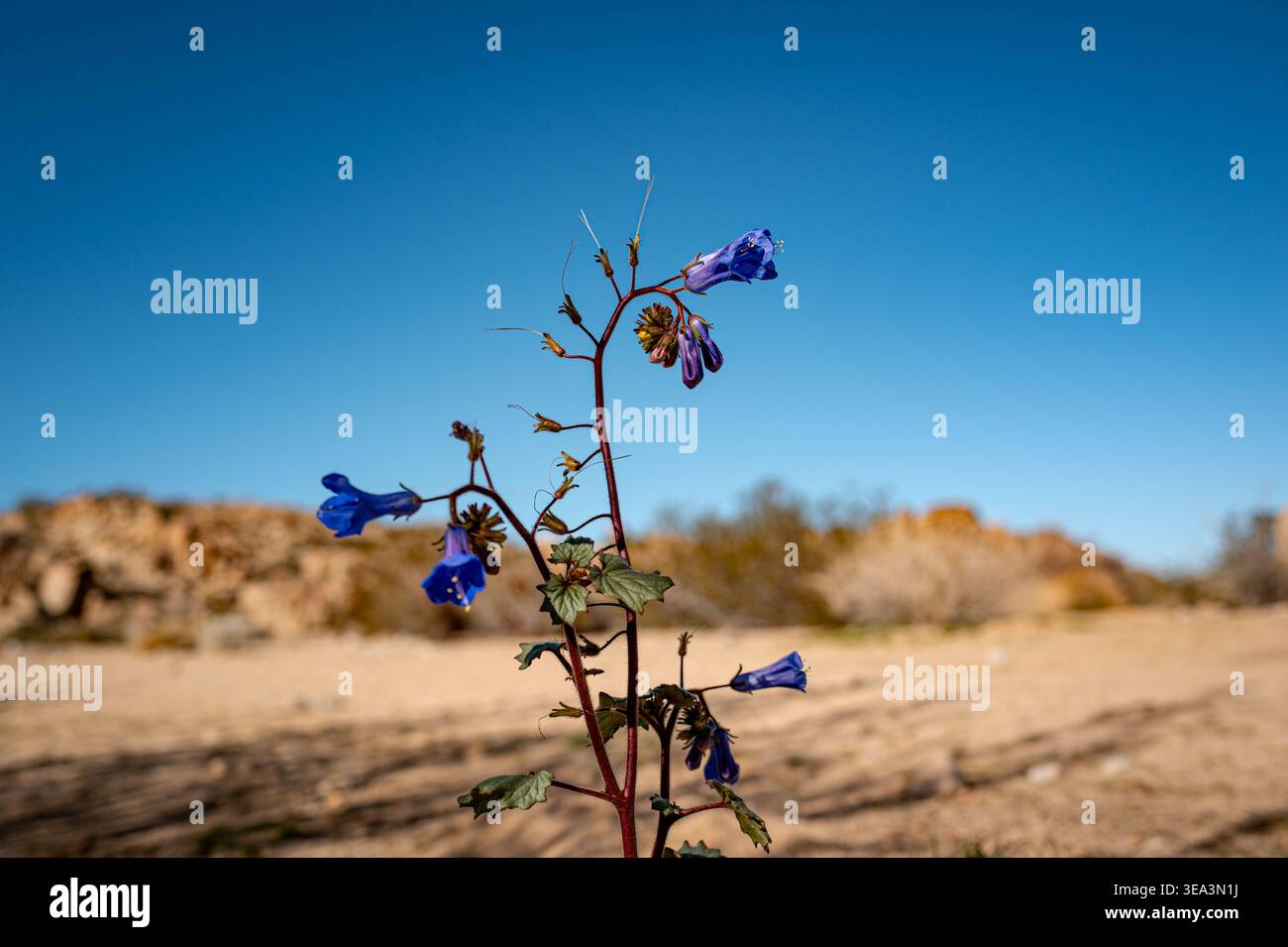 Fiore selvatico del deserto blu isolato su terreno sabbioso nel Joshua Tree National Park, California, con cielo limpido e bassa profondità di campo. Foto Stock
