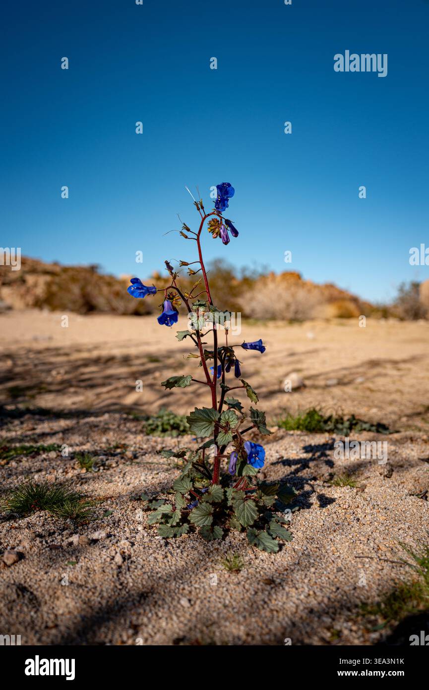 Formazioni rocciose di granito e paesaggi desertici nel Joshua Tree National Park, California, con incisioni rupestri dei nativi americani. Foto Stock