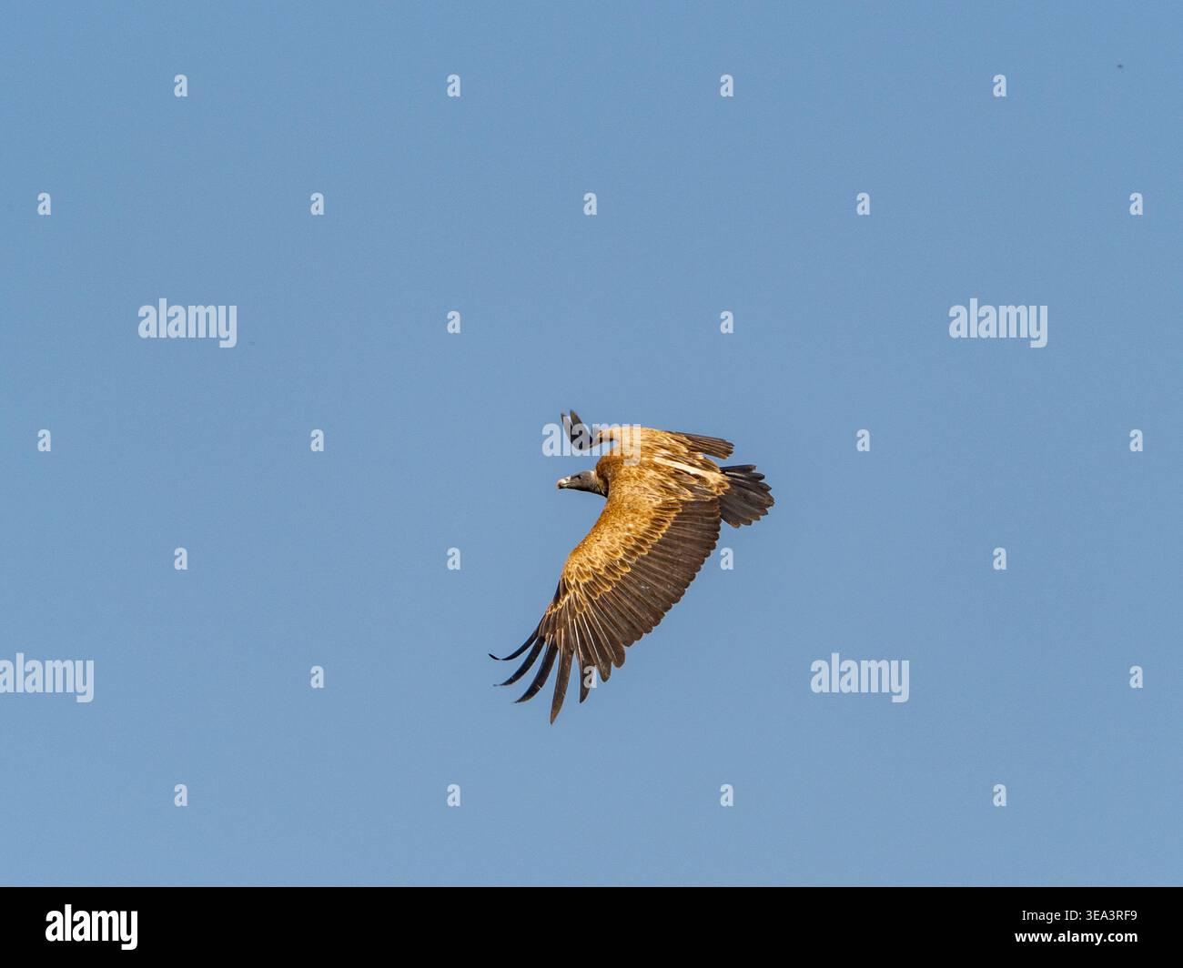 Indian Vulture, Gyps indicus, in pericolo critico, nel Bandhavgahr National Park, India Foto Stock