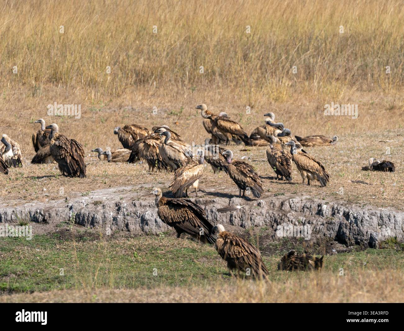 Indian Vulture, Gyps indicus, in pericolo critico, nel Bandhavgahr National Park, India Foto Stock