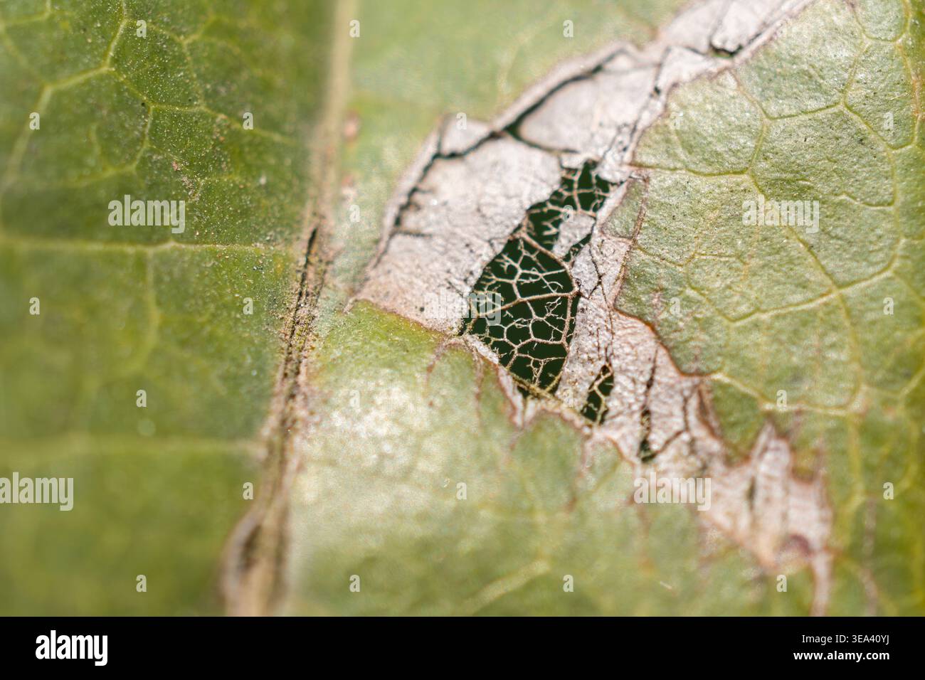 Primo piano di foglie danneggiate con segni di alimentazione degli insetti e struttura scheletrica Foto Stock