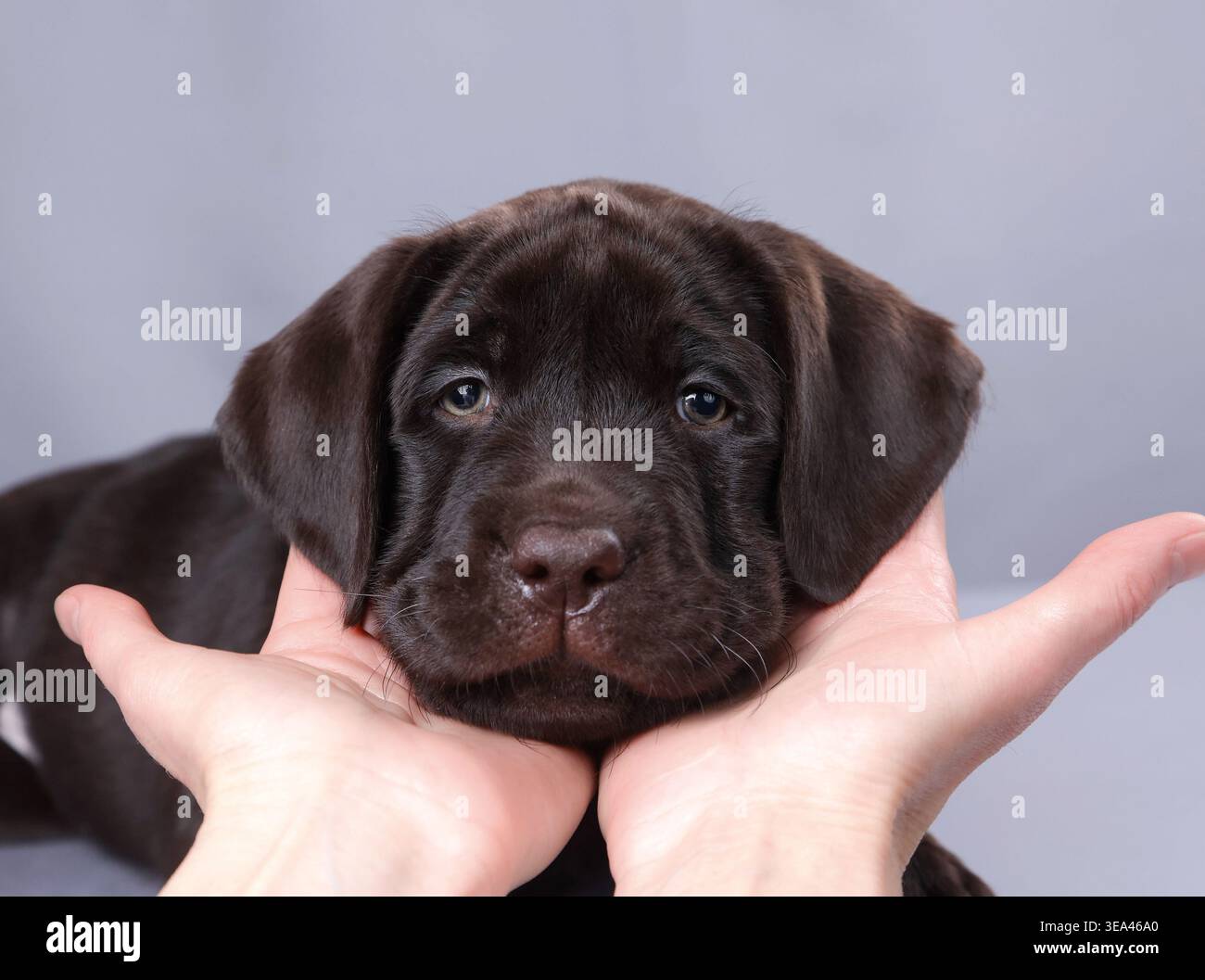 Simpatico ritratto del cucciolo Labrador al cioccolato nelle mani, cura e fiducia. Foto Stock