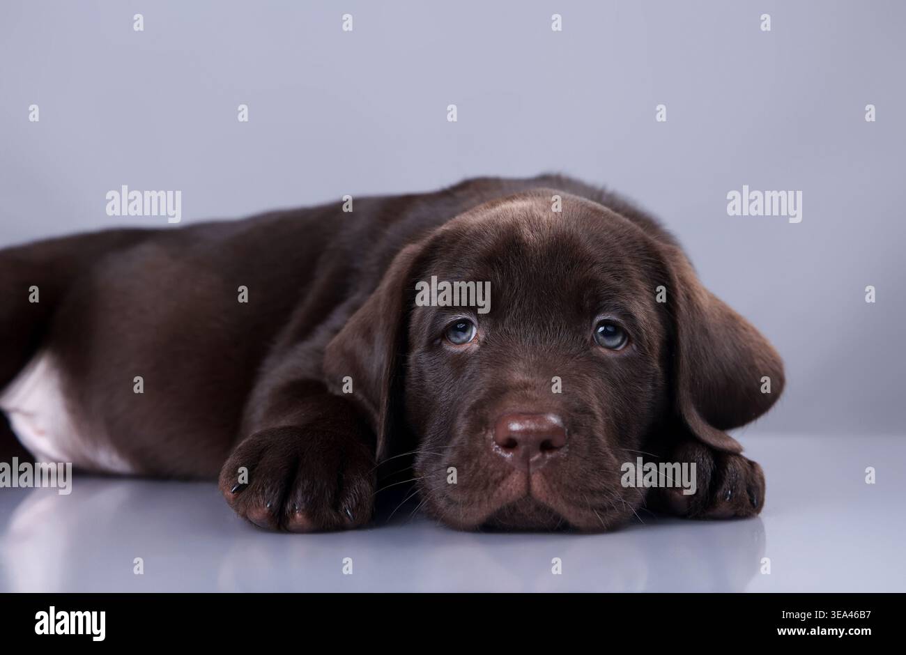 Cucciolo al cioccolato Labrador steso su sfondo grigio e che guarda la fotocamera Foto Stock