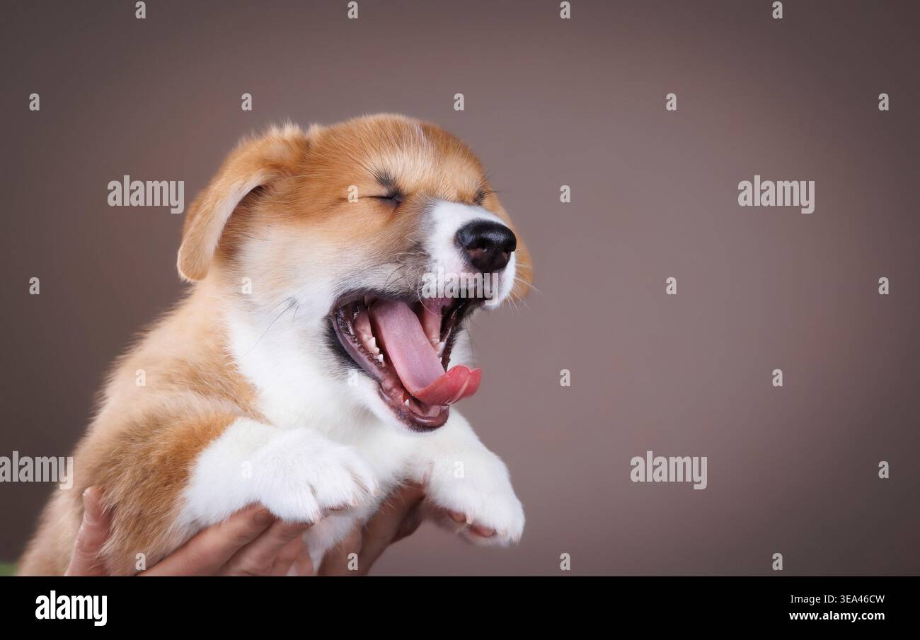 Cucciolo di corgi sbadigliante tenuto in mano con spazio per le copie su sfondo marrone Foto Stock