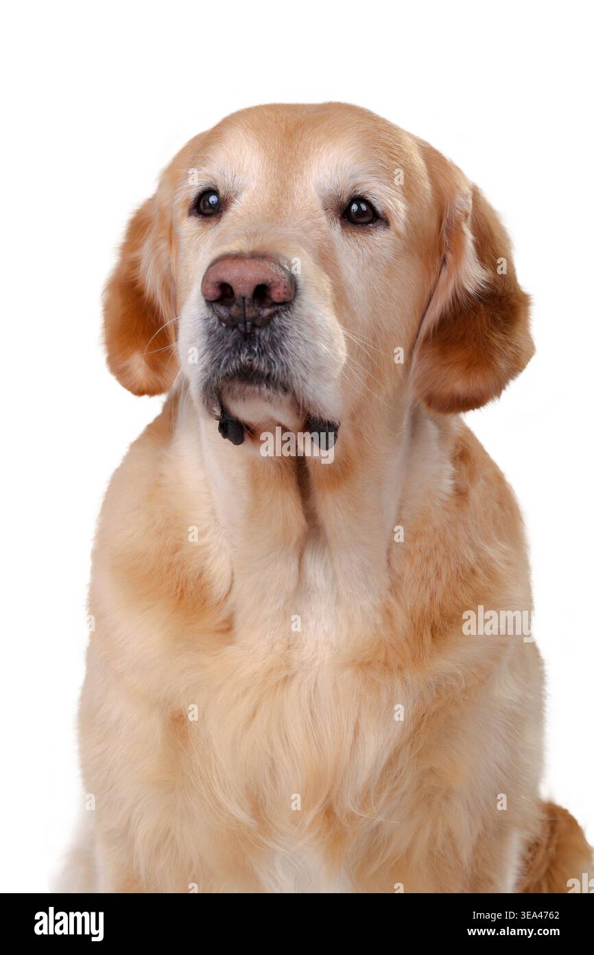 Cane Golden retriever seduto e guardando verso il lato isolato su sfondo bianco. Foto Stock