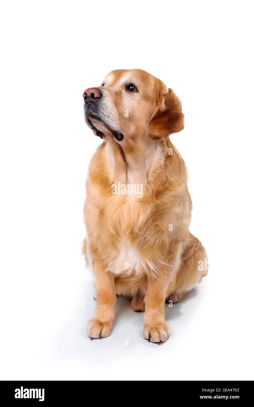 Cane Golden retriever seduto e guardando verso il lato isolato su sfondo bianco. Foto Stock