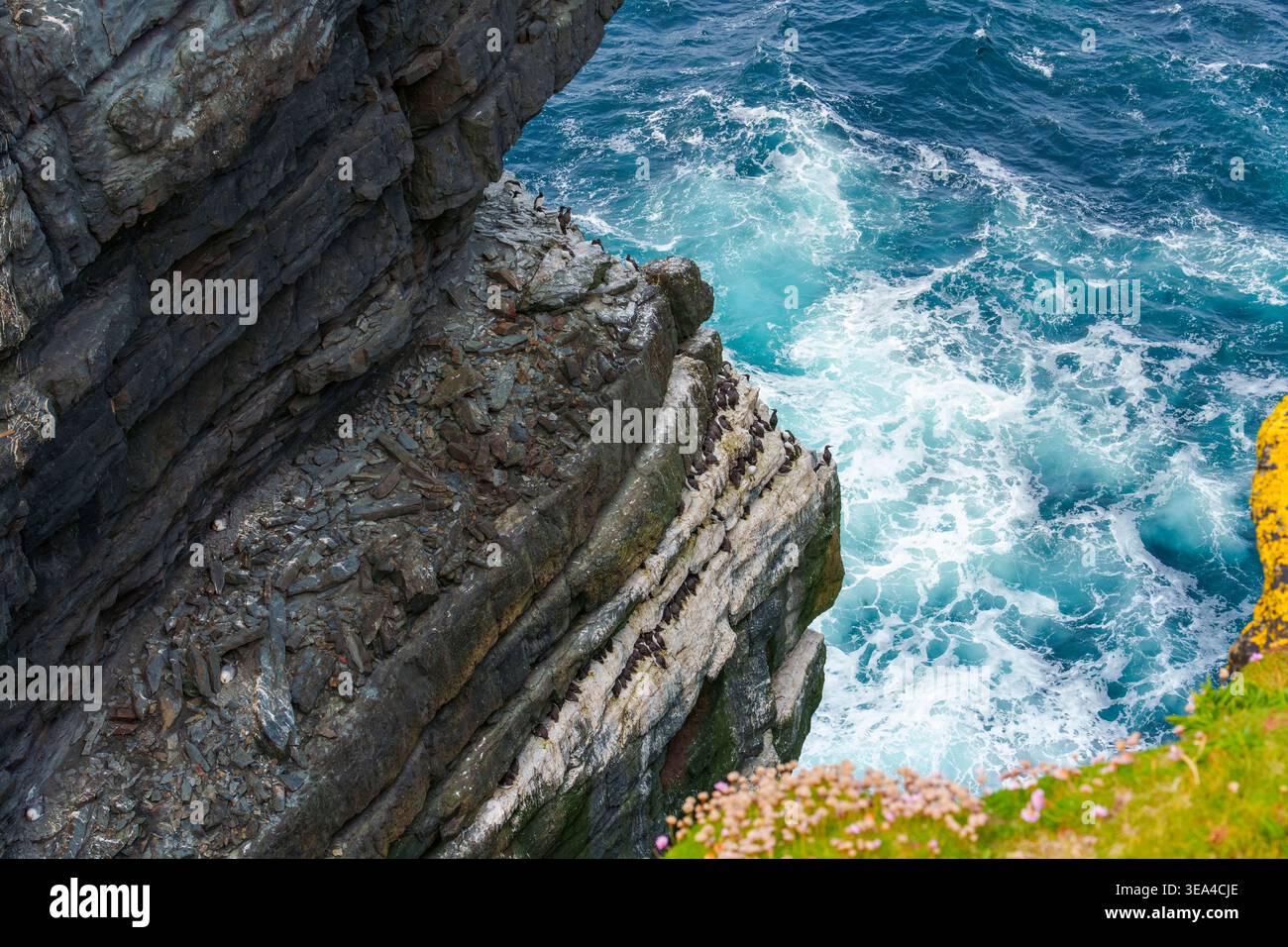 Gli almici comuni si affollano sui ripiani rocciosi striati di guano sopra le acque turbolente dell'Atlantico a Loop Head, Contea di Clare, Irlanda, all'inizio dell'estate. Foto Stock