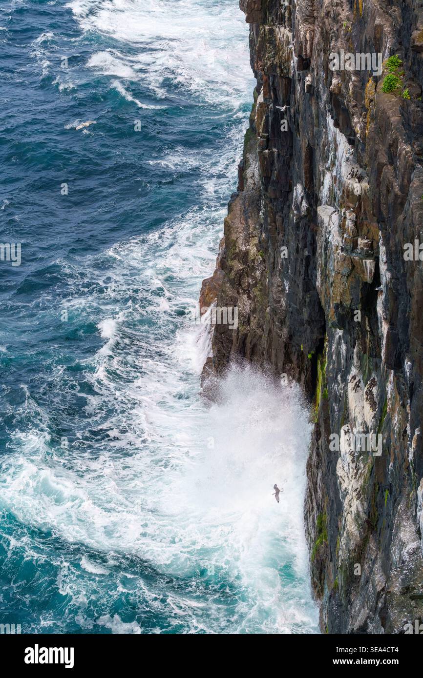 I gabbiani dalle zampe nere volano davanti ai fraticelli su sporgenze delle scogliere sopra le onde infrante dell’Atlantico a Loop Head, Contea di Clare, Irlanda, a giugno. Foto Stock