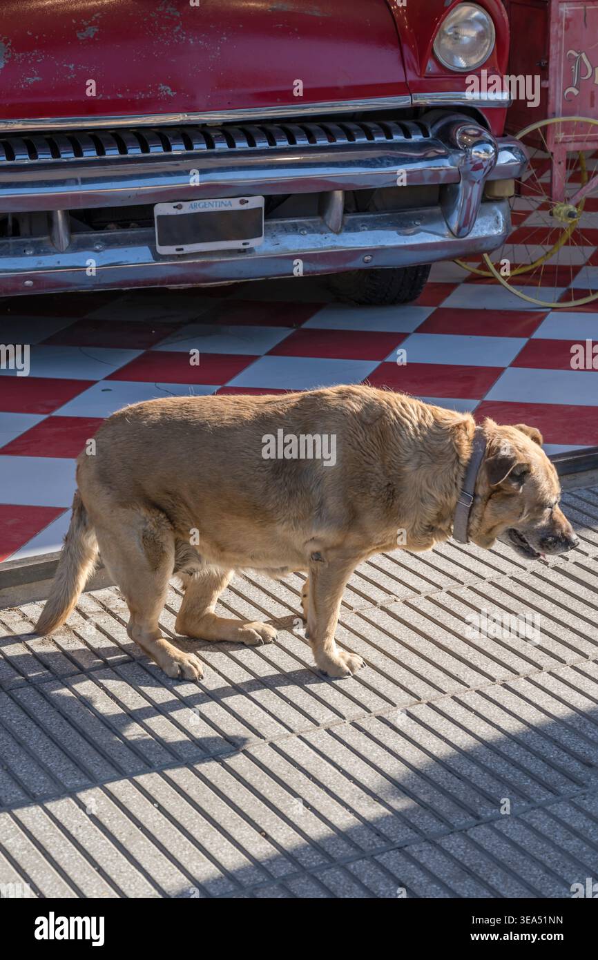 Paesaggio urbano con un cane di paglia in piedi sul marciapiede della città turistica, girato con la luce nuvolosa estiva a El Calafate, Santa Cruz, Argentina Foto Stock
