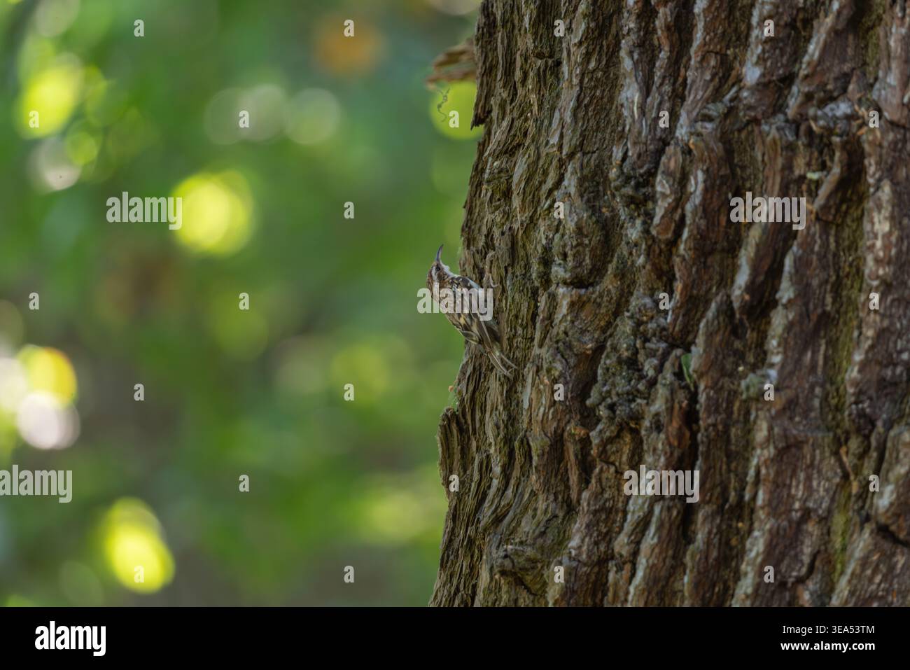 Comune Treecreeper (Certhia familiaris) arrampicando la corteccia profonda di un albero di quercia maturo, il suo piumaggio marrone criptico che fornisce un mimetismo naturale Foto Stock