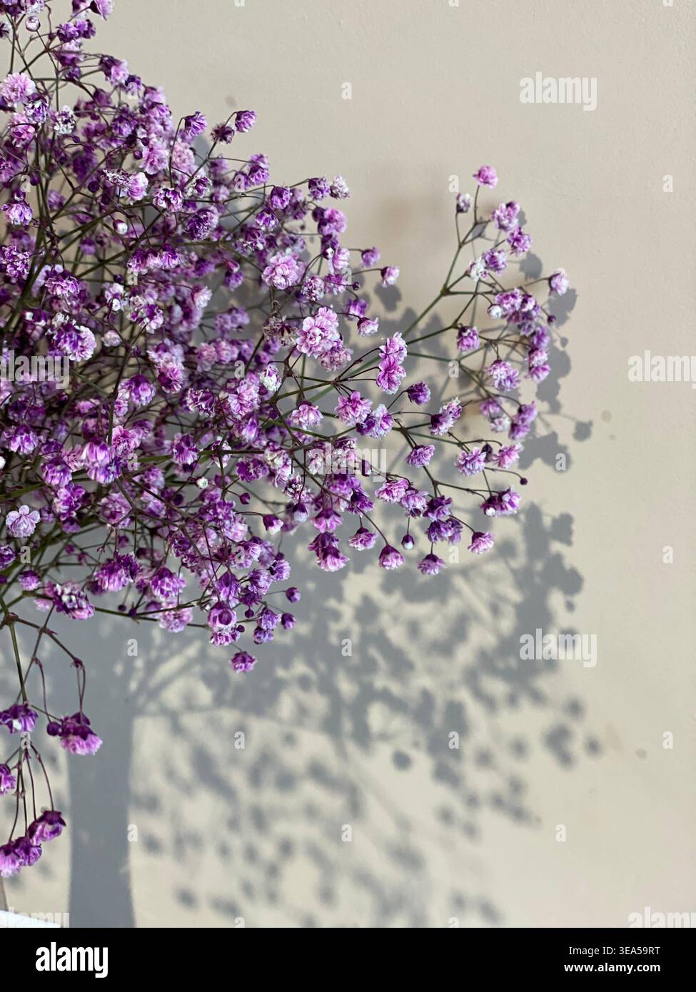 Delicati fiori rosa gypsophila che proiettano ombre morbide sulle pareti beige in luce naturale del sole, composizione floreale dal design minimalista - Immagine stock catturata con smartphone