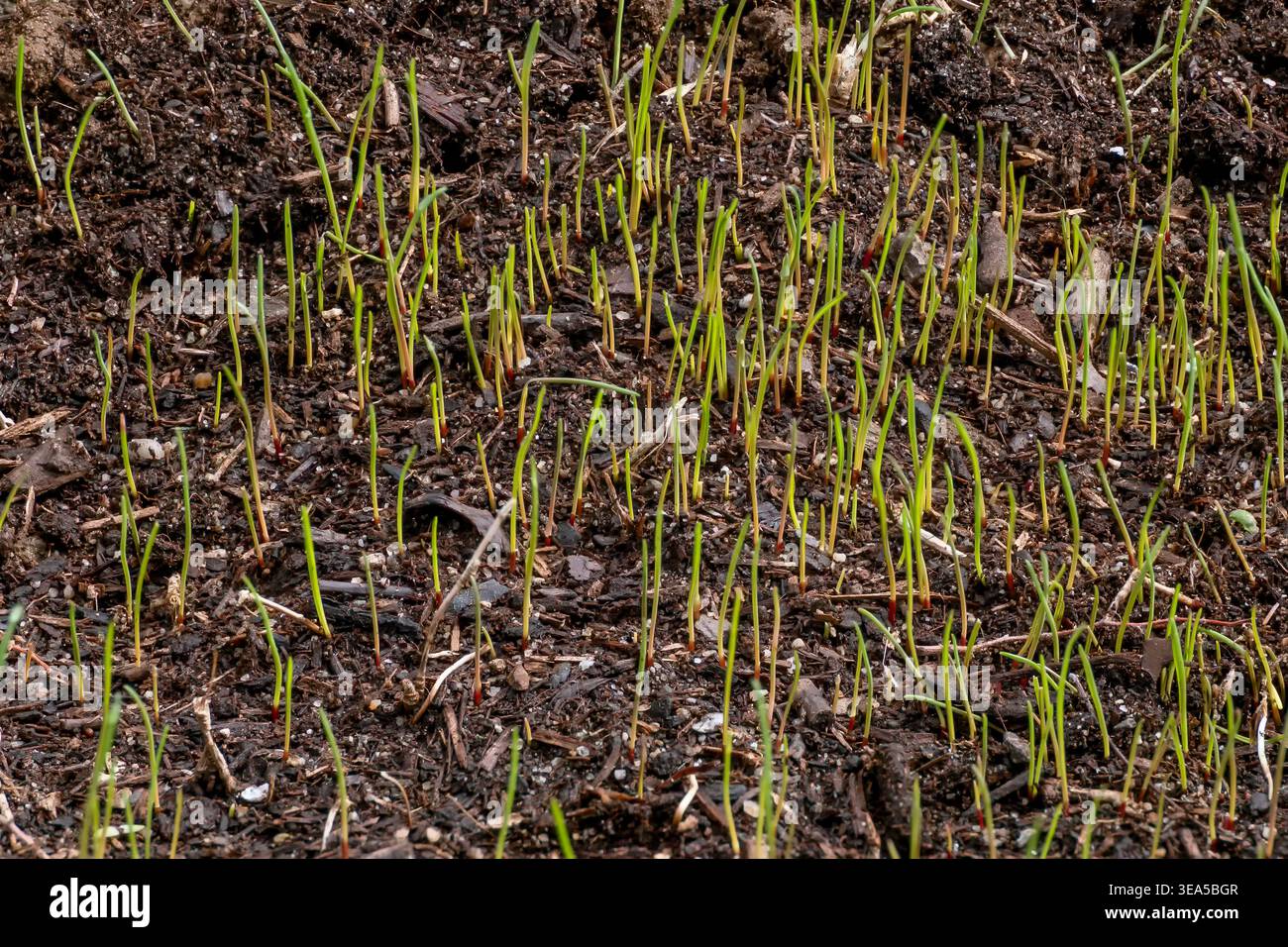 Le prime lame di erba emergono dal suolo dopo una recente semina del prato Foto Stock