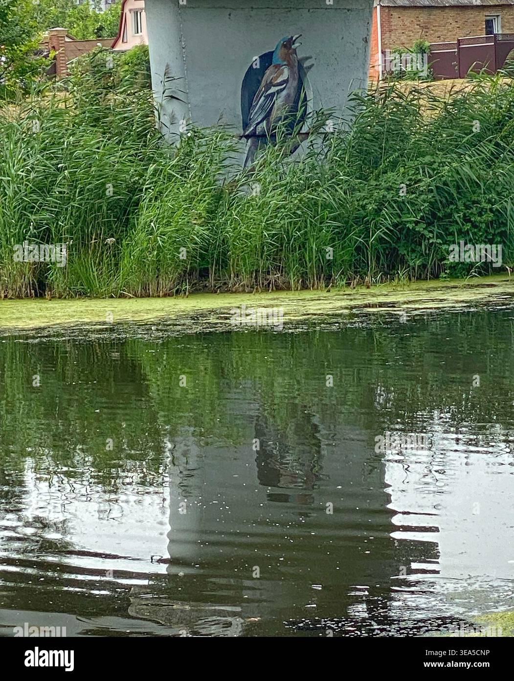 Belgorod, Russia - 8 agosto 2021: Laghetto con riflessi d'acqua e vegetazione verde vicino a una struttura in cemento con murale di uccello - Immagine stock catturata con smartphone
