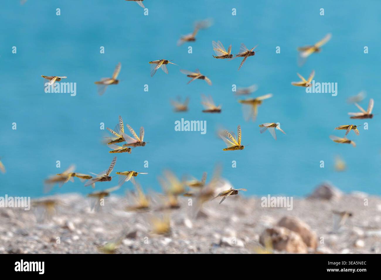 Locusta del deserto (Schistocerca gregaria), in volo sulla costa, Isole Canarie, Fuerteventura, Costa calma Foto Stock