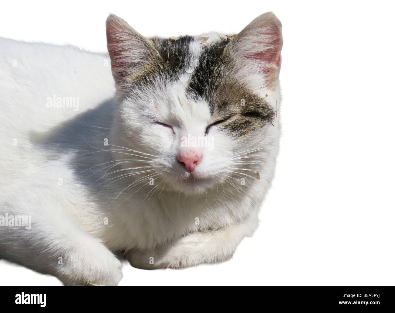 Un gatto si sta rilassando al sole Foto Stock