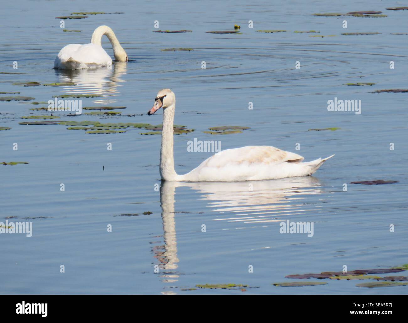 Due cigni sull'acqua. In Romania Foto Stock