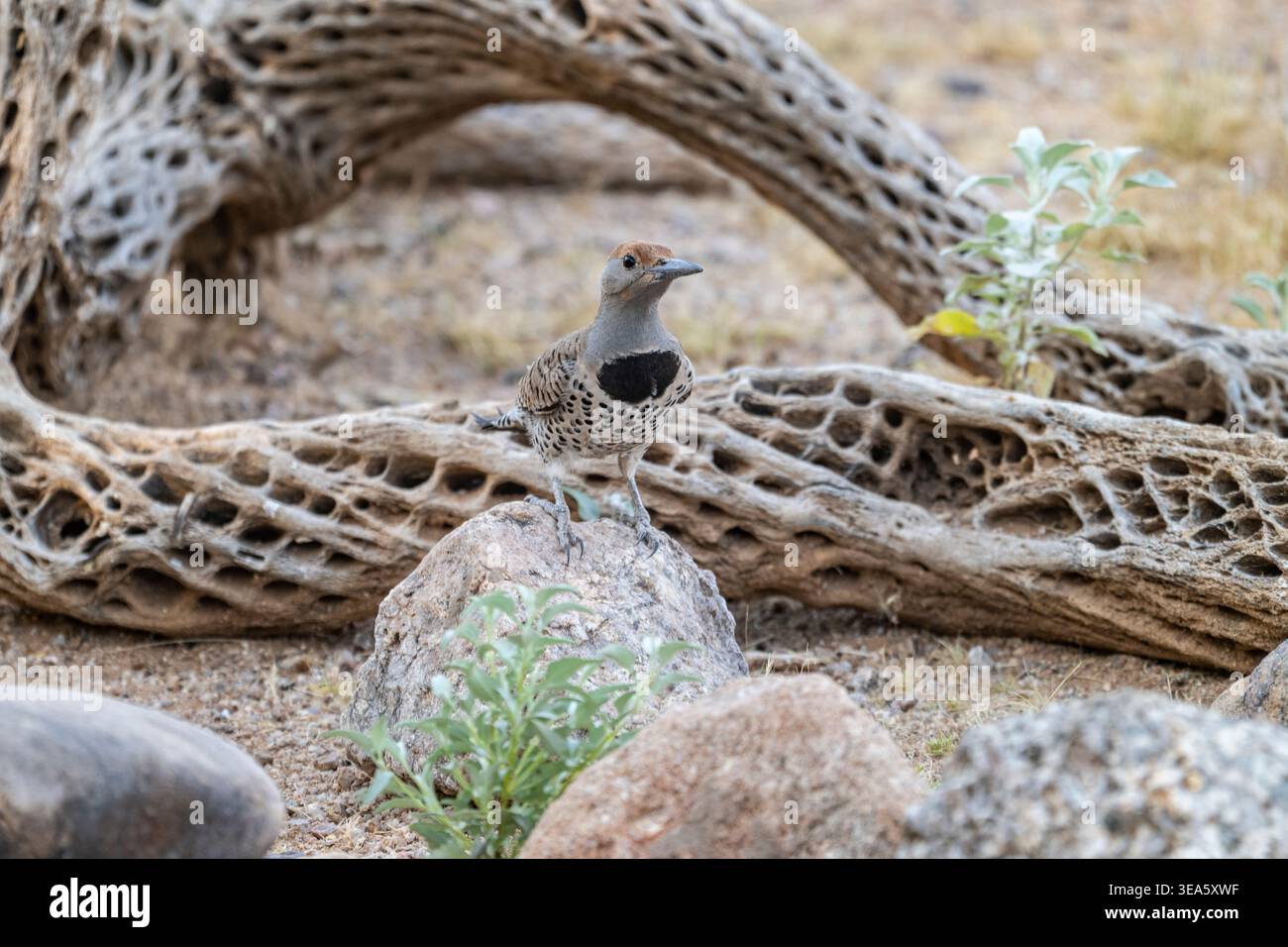 Lo sfarfallio dorato visita le attrazioni acquatiche di Usery Park, Phoenix, Arizona, Stati Uniti Foto Stock
