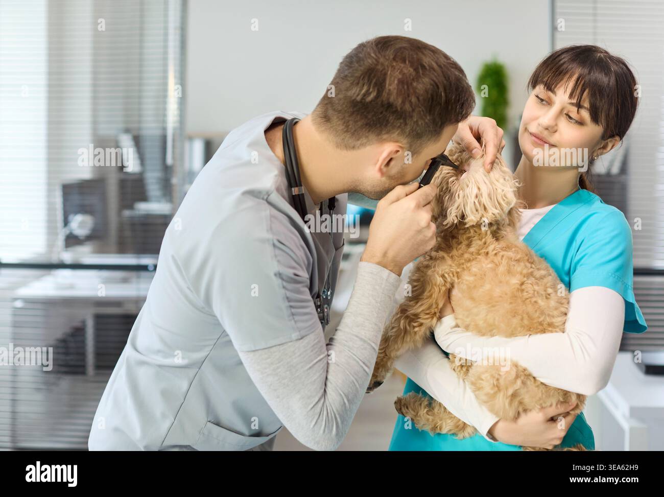 Esame veterinario dell'orecchio su un piccolo cane da doodle tenuto dall'infermiere in una clinica luminosa per animali domestici Foto Stock