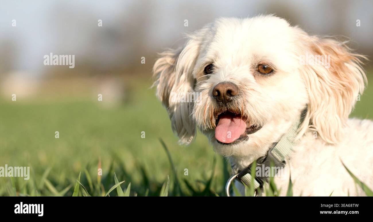 Il cane bianco gode di una giornata di sole sull'erba verde durante il pomeriggio nel parco con gli amici nelle vicinanze Foto Stock