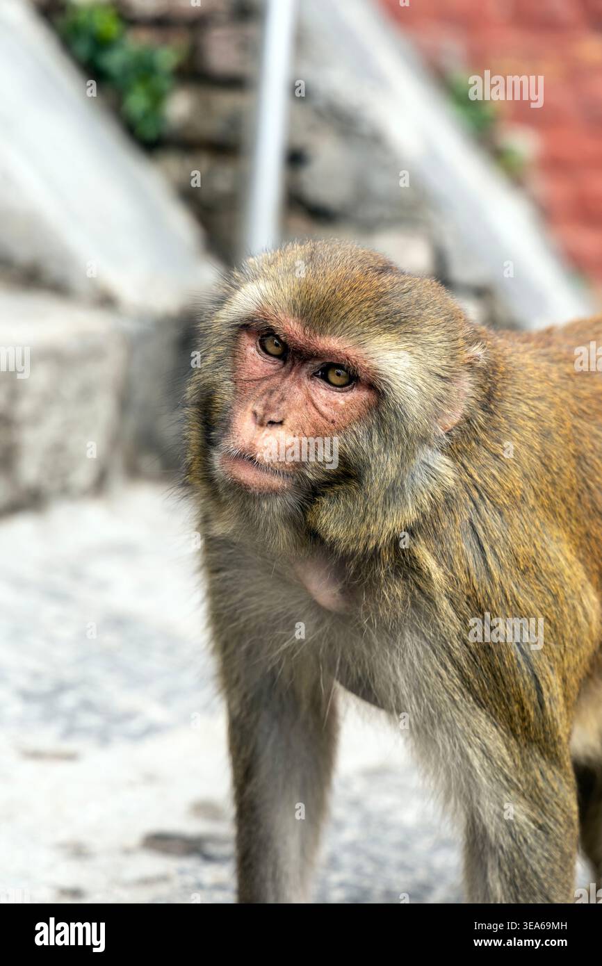 Rhesus macaque scimmia al Tempio delle scimmie (Swayambhu Mahachaitya), Kathmandu, Nepal Foto Stock