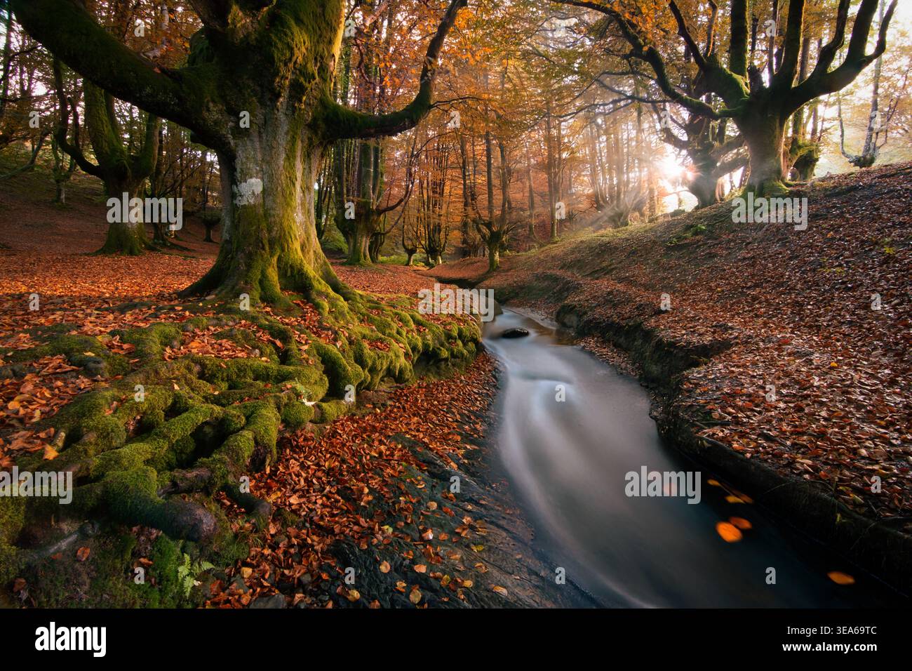 La Foresta di faggi di Otzarreta è una foresta magica, un luogo fantastico da esplorare nel cuore del Parco naturale di Gorbeia Foto Stock