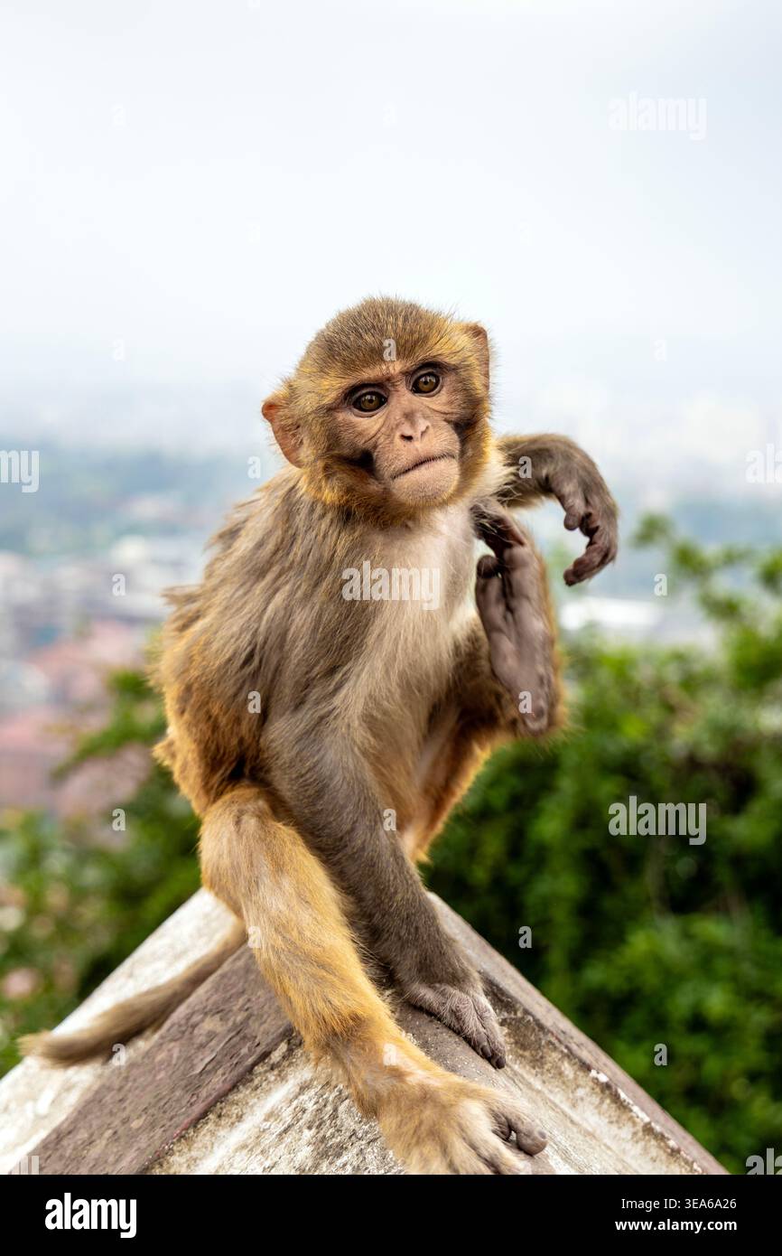 Rhesus macaque scimmia al Tempio delle scimmie (Swayambhu Mahachaitya), Kathmandu, Nepal Foto Stock