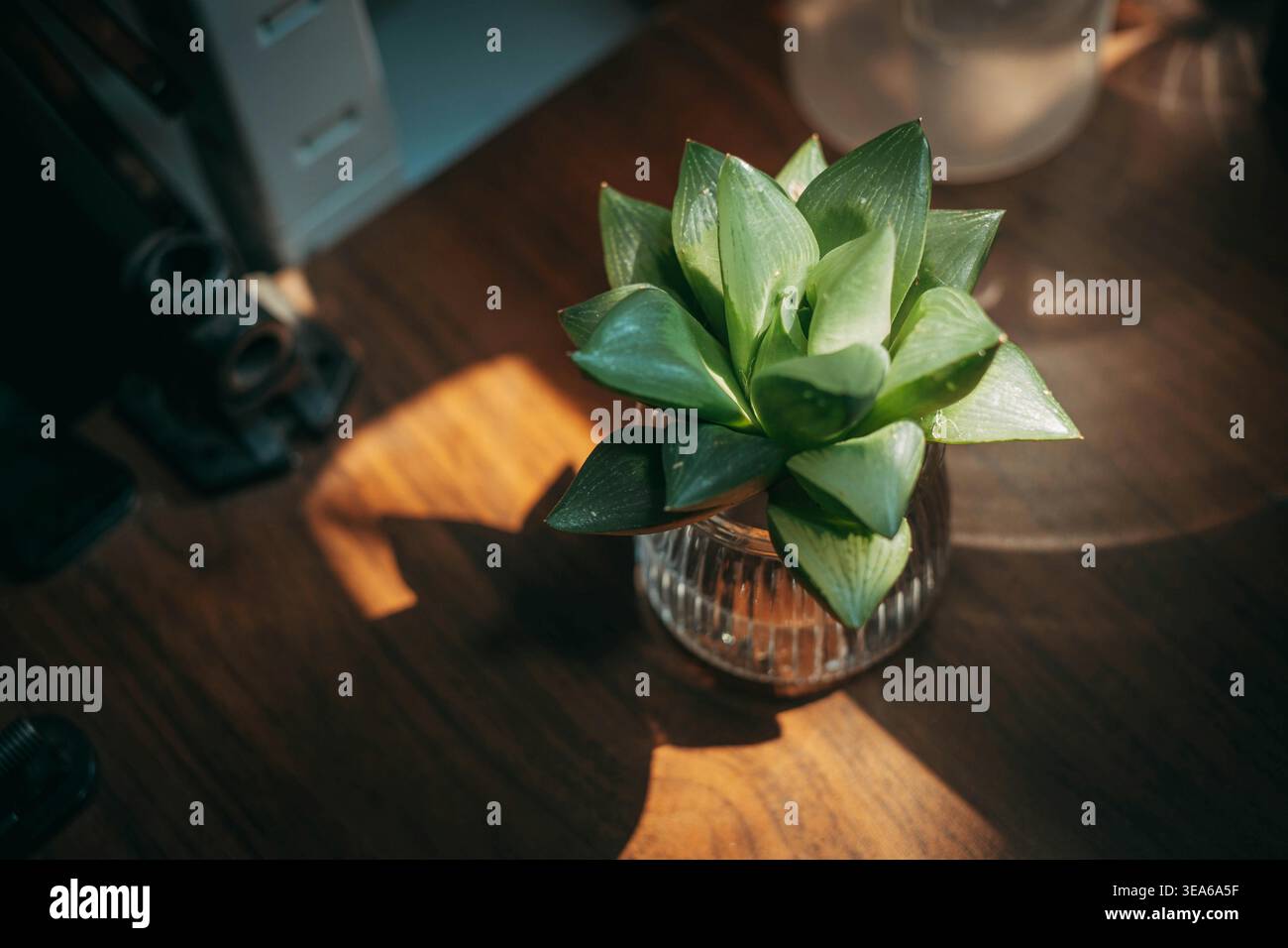Una piccola pianta succulenta in una pentola di vetro su un tavolo di legno all'interno Foto Stock