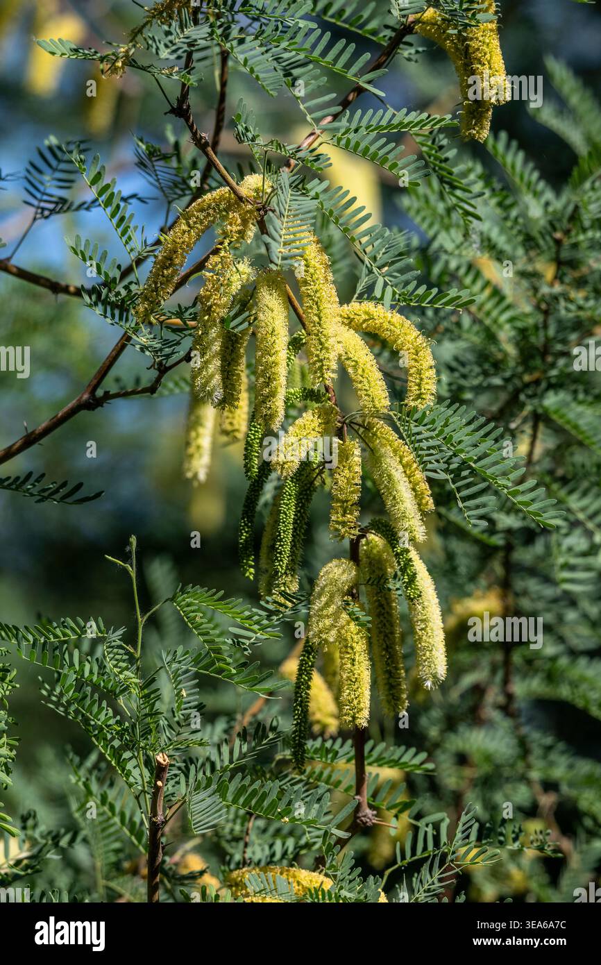 Mesquite catkins mostra una strategia riproduttiva Foto Stock