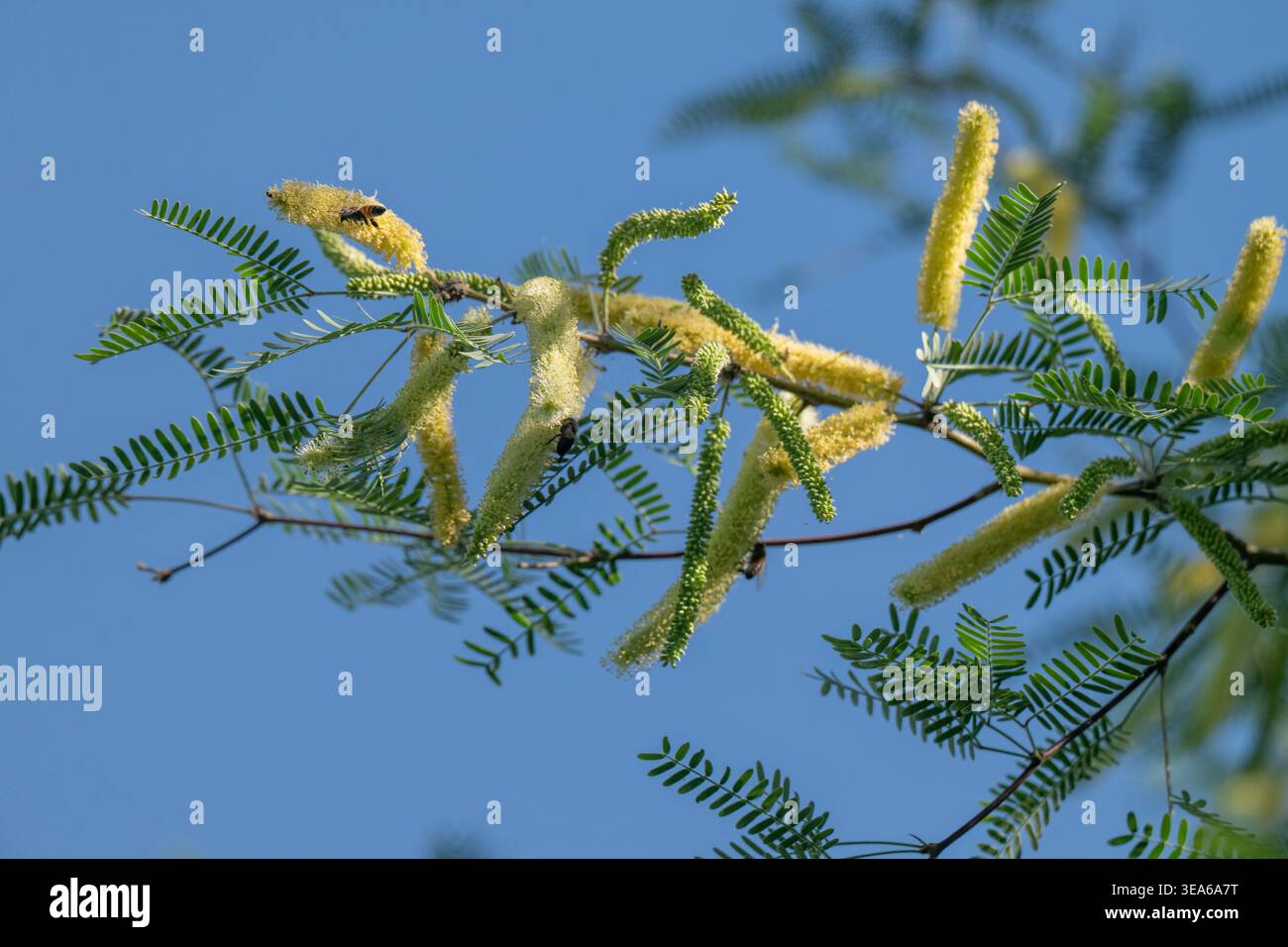Mesquite catkins mostra una strategia riproduttiva Foto Stock