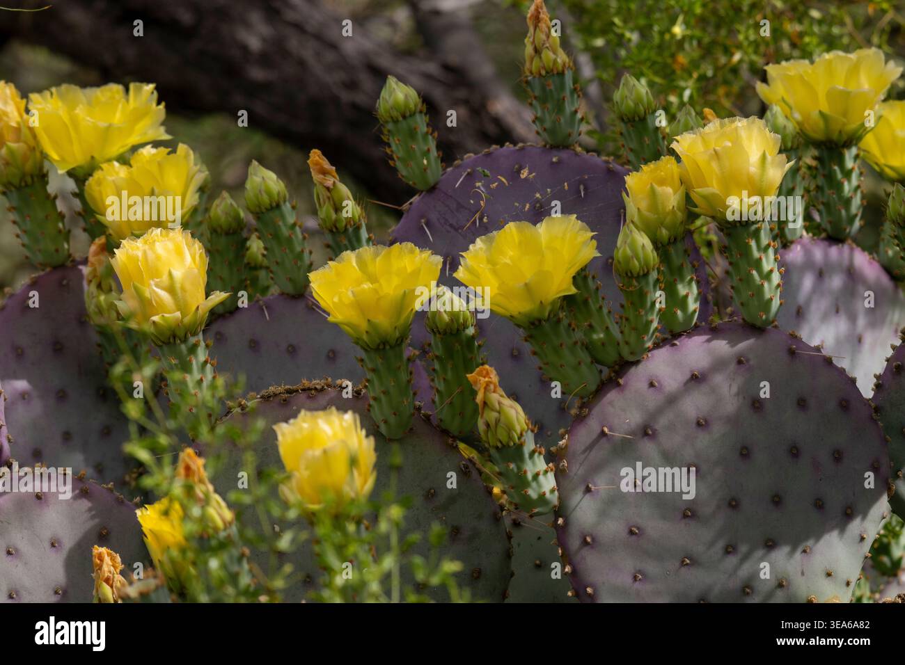 Fioritura del cactus di fichi d'India di Santa Clara in Arizona Foto Stock