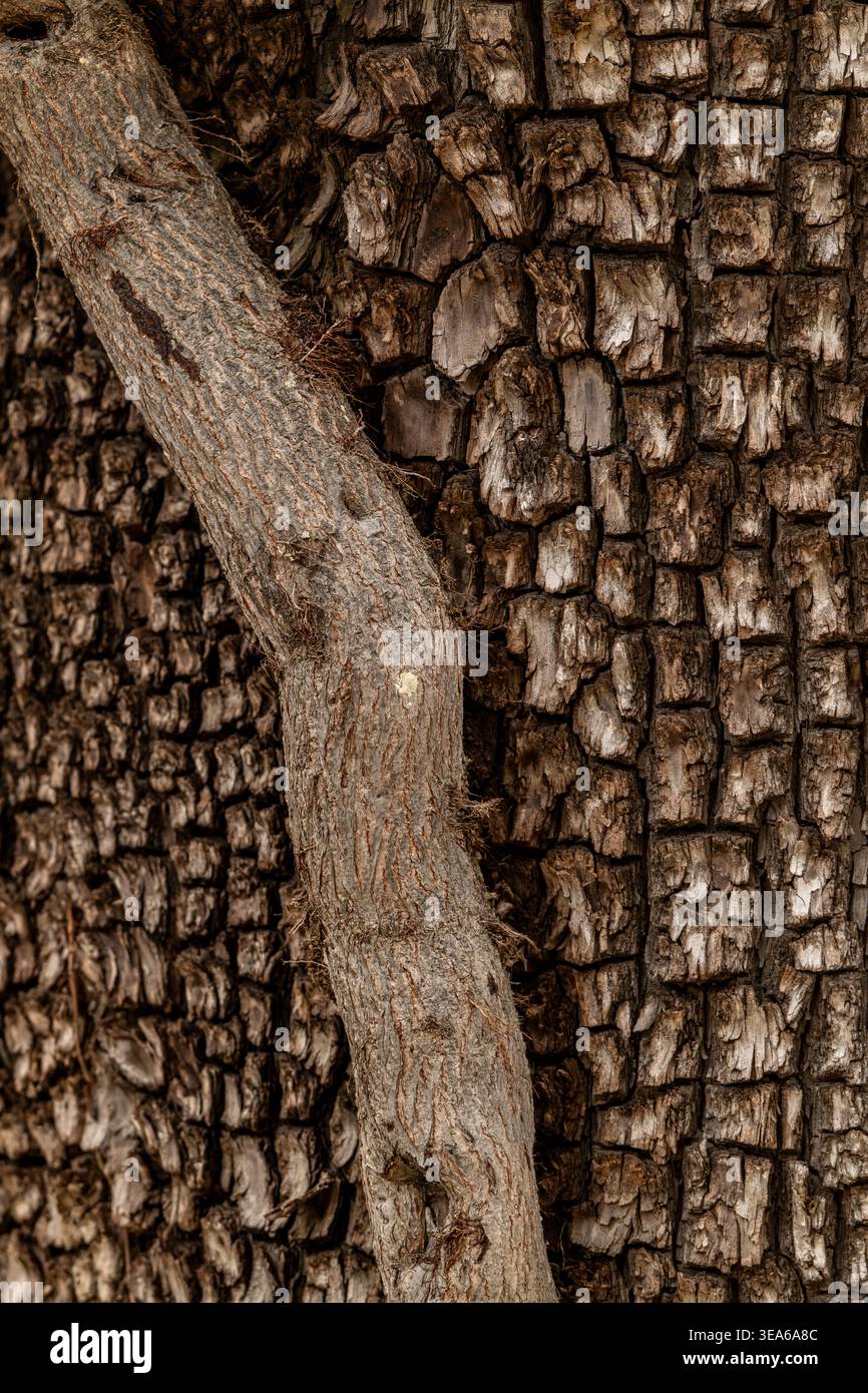 Una vite si intreccia con il tronco di un ginepro alligatore nel canyon di Madera, Green Valley, Arizona. Ottimo per l'arte e l'arredamento. Foto Stock