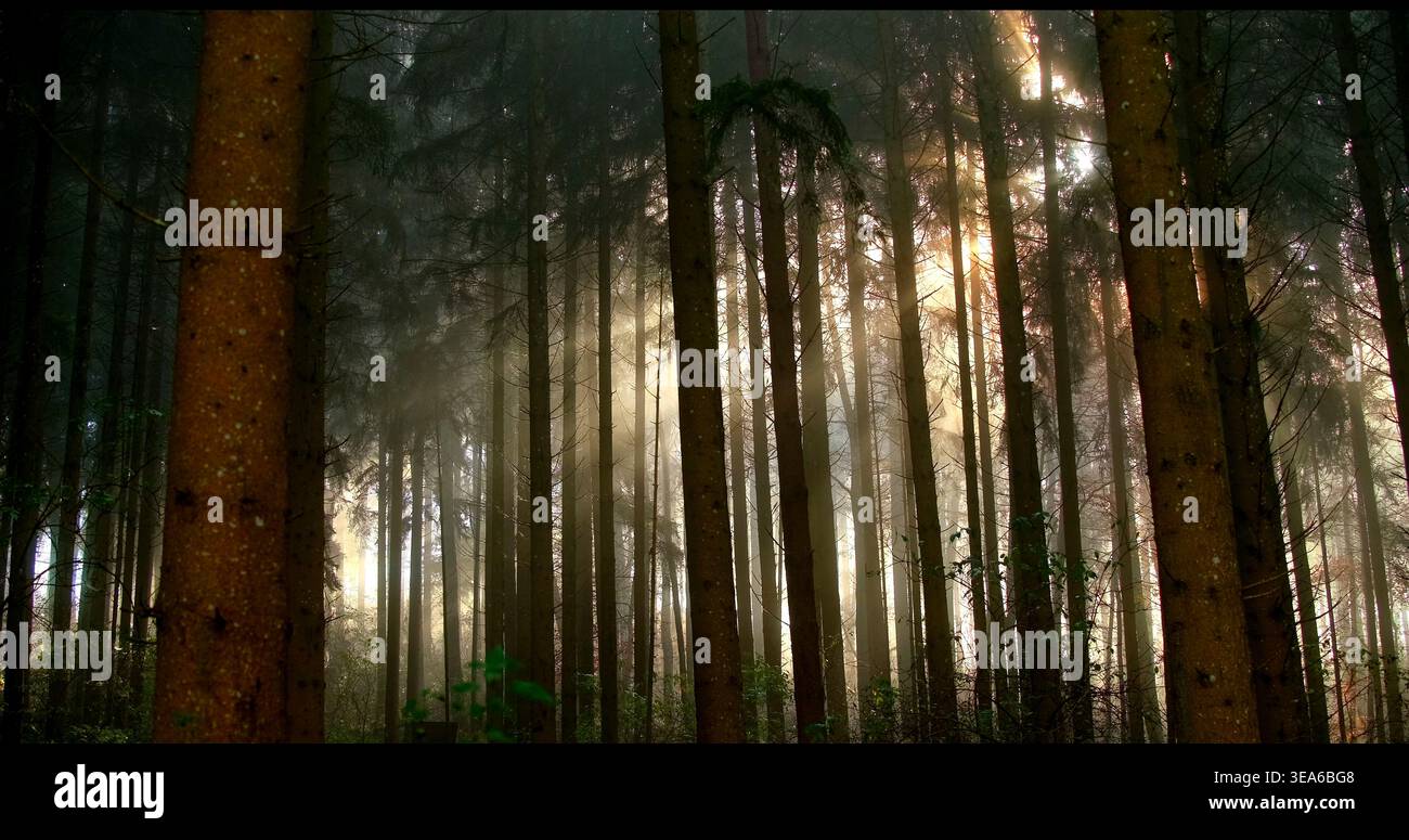 La luce del sole splende tra gli alti alberi di una foresta durante le prime ore del mattino Foto Stock