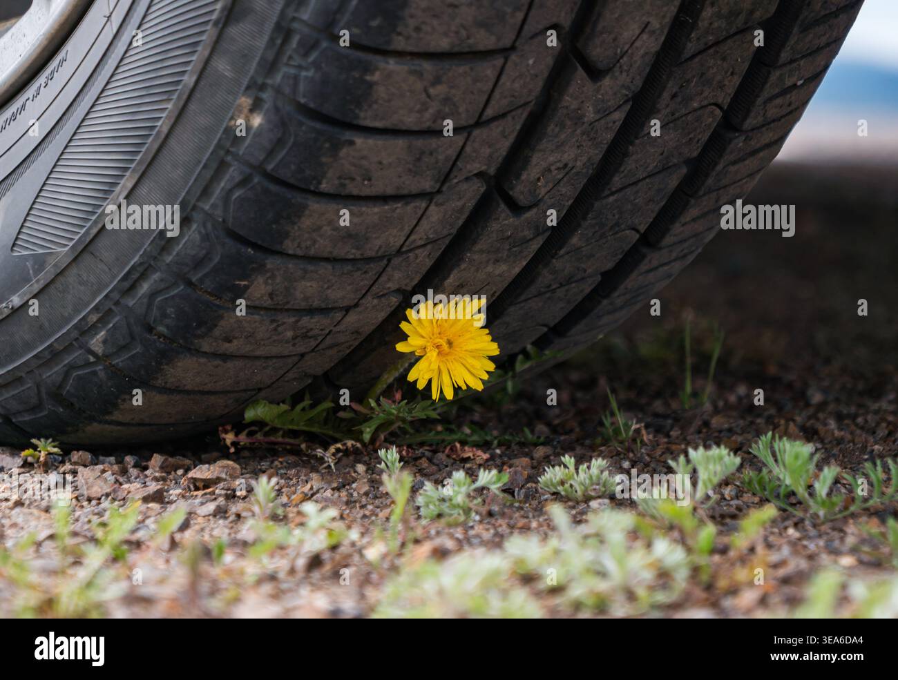 Il dente di leone giallo brillante fiorisce sul terreno polveroso, resistendo alla pressione esercitata da un grande pneumatico parcheggiato Foto Stock