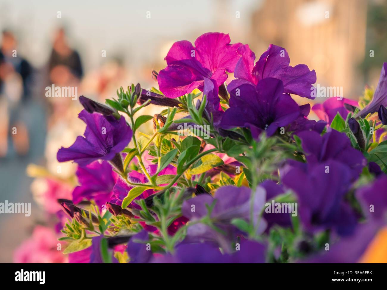 I ricchi fiori di petunia viola e magenta fioriscono in una luce dorata soffusa mentre le persone camminano nelle vicinanze Foto Stock