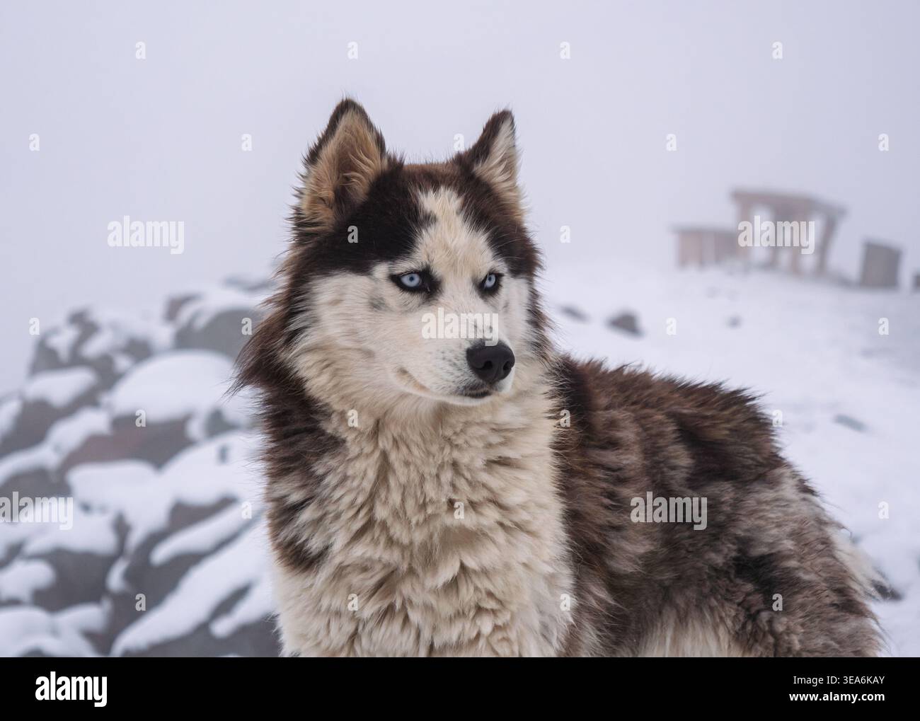 Husky con pelliccia marrone, nera e bianca spessa e occhi azzurri si distingue in un paesaggio montano invernale innevato. Foto Stock