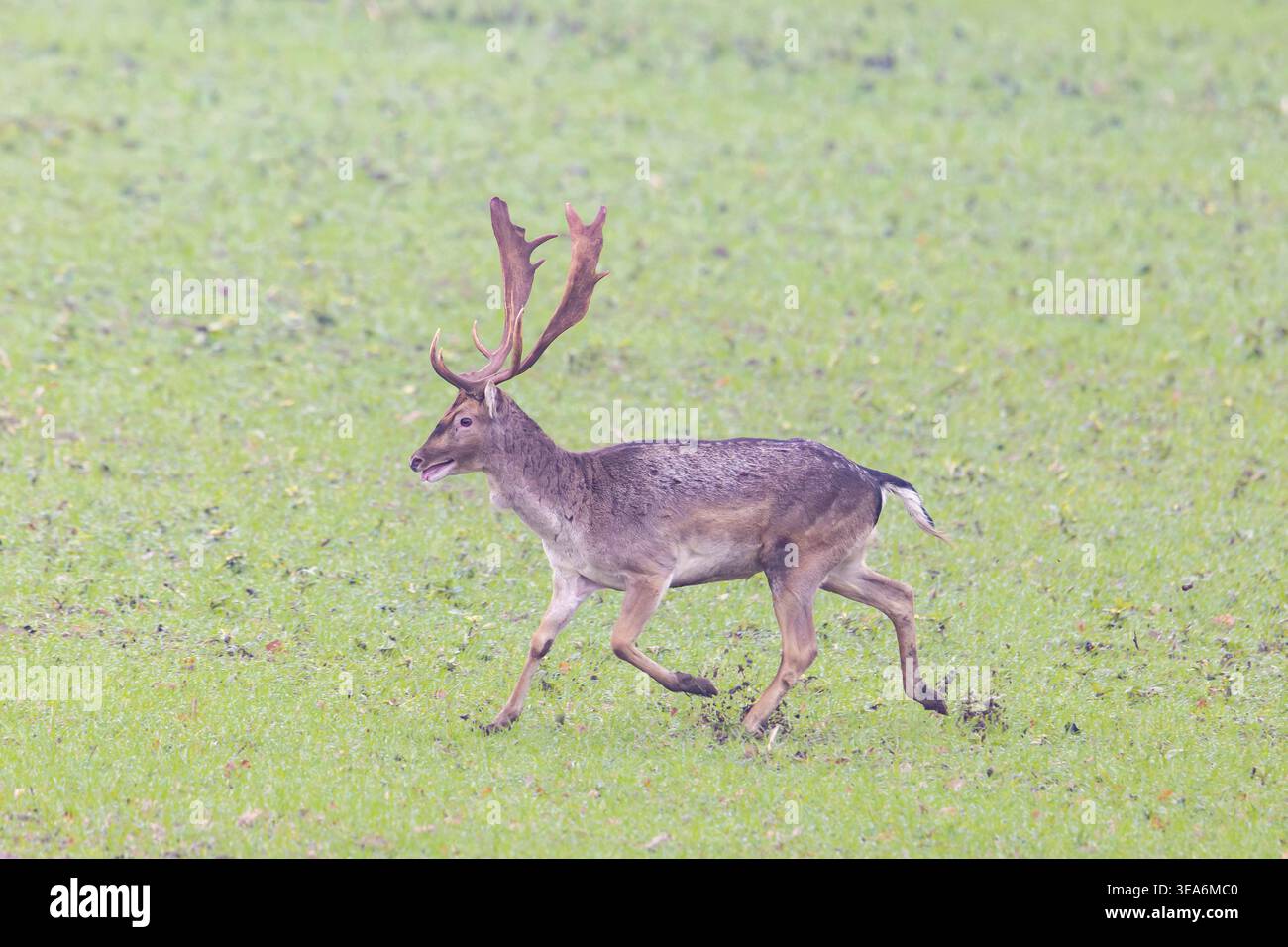 Cervi a riposo, Cervus dama, in fuga, autunno, Schleswig-Holstein, Germania Foto Stock