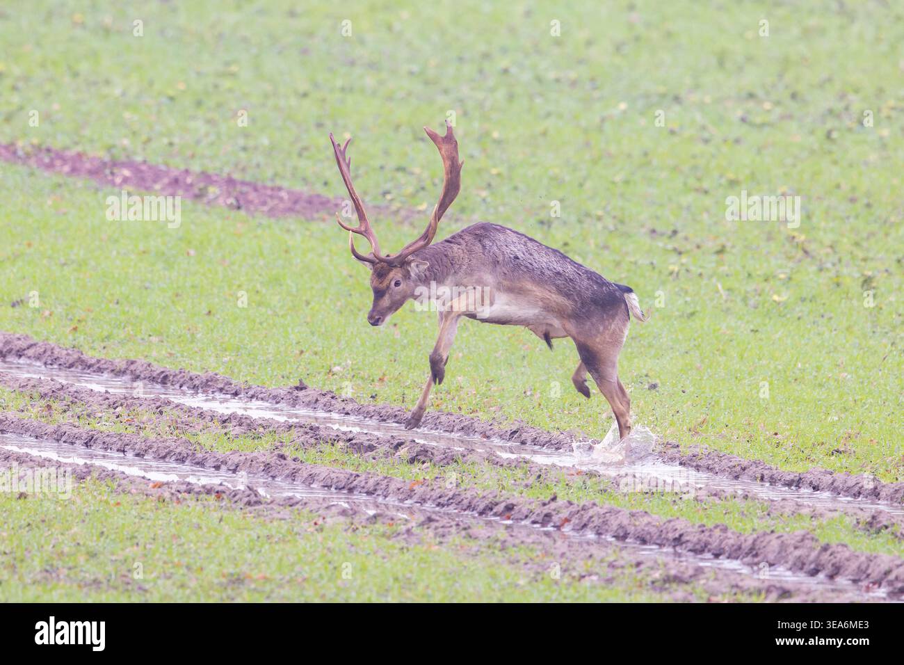 Cervi a riposo, Cervus dama, in fuga, autunno, Schleswig-Holstein, Germania Foto Stock